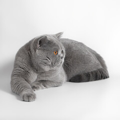 Blue grey british shorthair cat on the white studio background