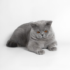 Blue grey british shorthair cat on the white studio background