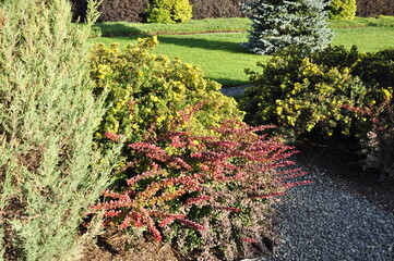 Garden flowers are blooming. Blooming flowers and plants. 