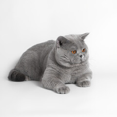 Blue grey british shorthair cat on the white studio background