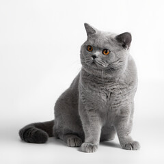 Blue grey british shorthair cat on the white studio background