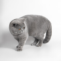 Blue grey british shorthair cat on the white studio background