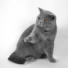 Blue grey british shorthair cat on the white studio background