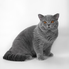 Blue grey british shorthair cat on the white studio background
