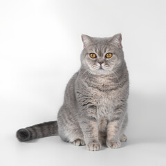 British blue spotted shorthair cat on the white studio background