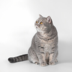 British blue spotted shorthair cat on the white studio background