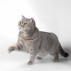 British blue spotted shorthair cat on the white studio background