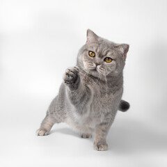 British blue spotted shorthair cat on the white studio background