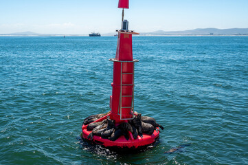 Sea lions lying on the red channel marker buoy and seagull sitting on top of it. Floating beacon...