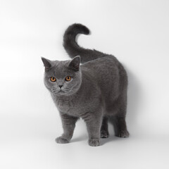 Blue grey british shorthair cat on the white studio background