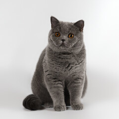 Blue grey british shorthair cat on the white studio background