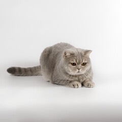 British blue spotted shorthair cat on the white studio background