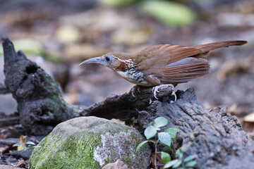 Scimitar Babbler birds