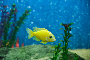 Yellow aquarium cichlid fish in an aquarium with bubbles on the background.