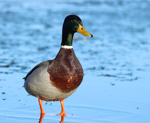 mallard