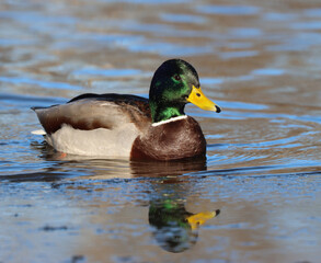 Obraz premium mallard