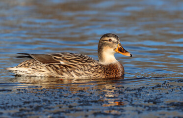 mallard