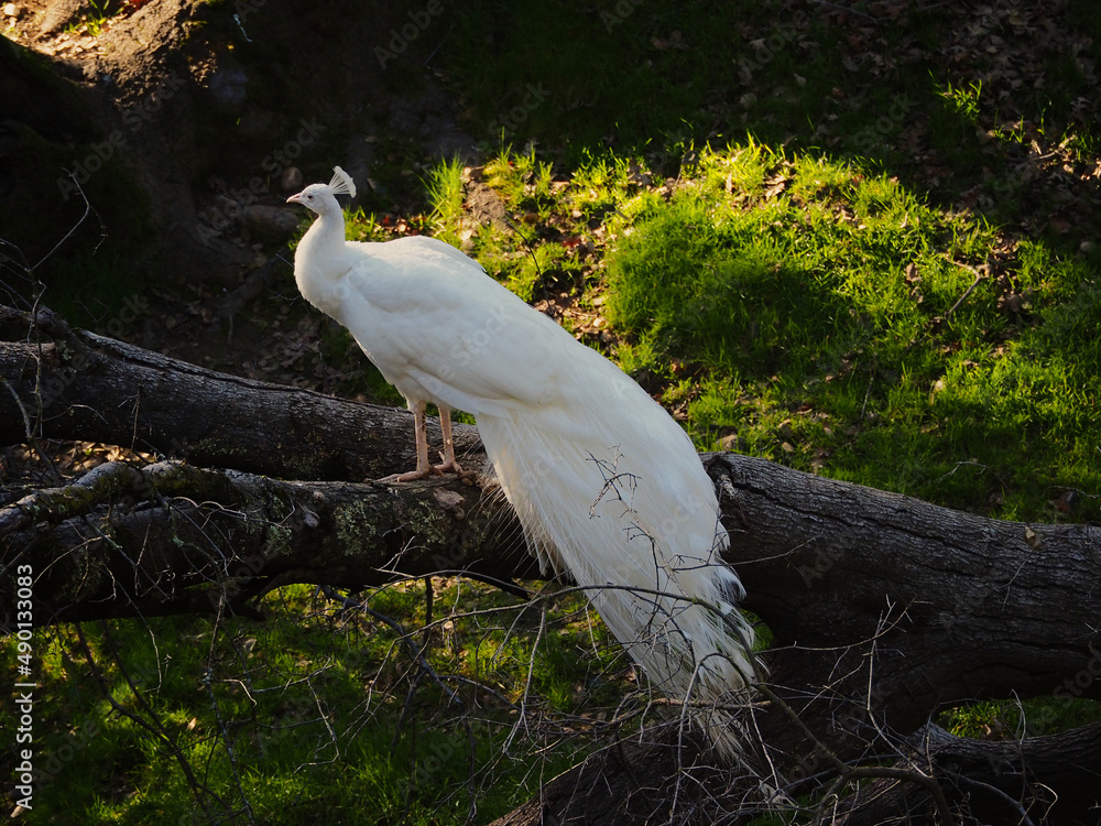 Sticker Scenic view of a white peacock with a beautiful tail in the woods