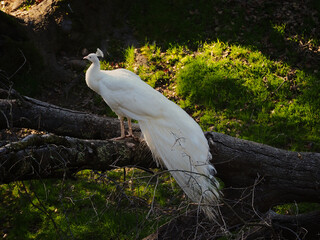 Scenic view of a white peacock with a beautiful tail in the woods