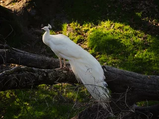  Scenic view of a white peacock with a beautiful tail in the woods © Cam M Poggensee/Wirestock