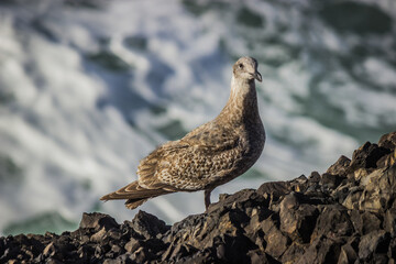 Seagull