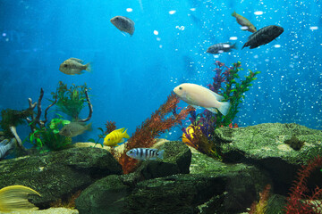 Aquarium cichlid fish in a beautiful aquarium with a blue background and bubbles.