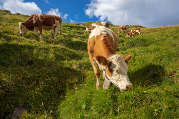 A herd of cows in a pasture on a green hill in the Dolomites.