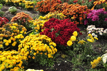 Flowers garden chrysanthemums. Chrysanthemums in the garden. 