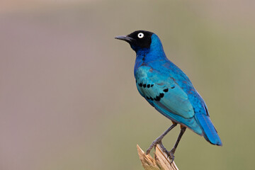 Obraz premium A Superb Starling (Lamprotornis superbus) perched on a branch in Kenya.