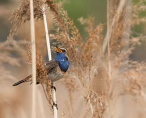 Mały ptaszek o fajnej nazwie Podróżniczek. Przyłapany na jeziorze Farskim Poland © Mariusz