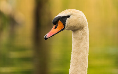 Portrecik Łabędzia Niemego na rzece Czarna Przemsza Poland.