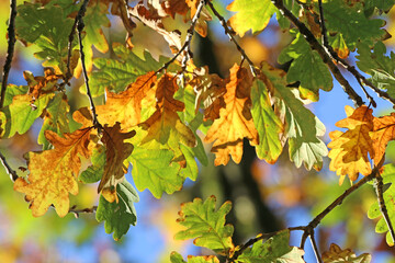 Oak leaves in Autumn