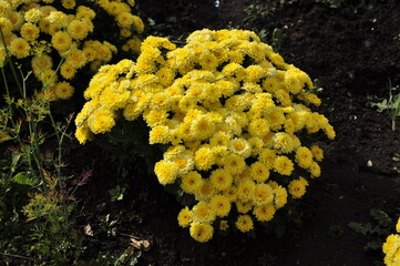 Flowers garden chrysanthemums. Chrysanthemums in the garden. 