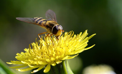 Closeup shot of the Syrphus ribesii hoverfly on the flower.