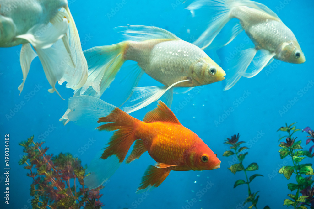 Wall mural Goldfish and albinos in an aquarium with blue background.