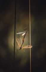 Parka - Tipula paludosa – Komarnica błotniarka | InsektariumTipula paludosa .