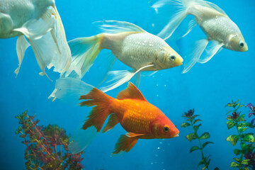 Goldfish and albinos in an aquarium with blue background.