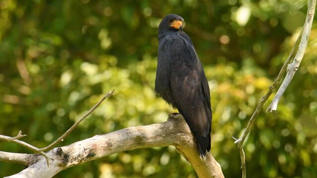 Common Black Hawk - Buteogallus anthracinus  a big dark bird of prey in the family Accipitridae, formerly Cuban black-hawk (Buteogallus gundlachii) as a subspecies, sitting on the tree, flying.