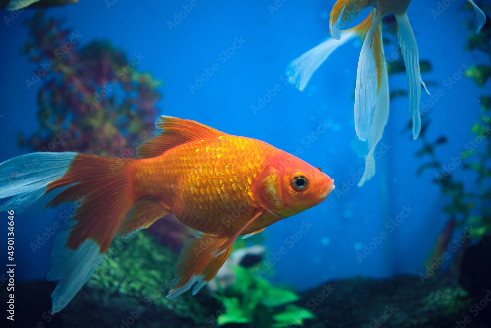 Wall mural Goldfish and albinos in an aquarium with blue background. - Wall murals