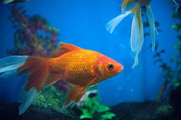 Goldfish and albinos in an aquarium with blue background.