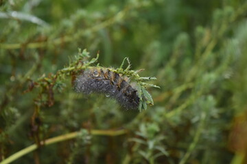 caterpillars feeding on plants, butterfly worms, cluster larvae, moths, scorpions, beetles, fiddler spiders, spiders, black widows
