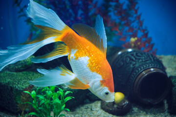 Goldfish and albinos in an aquarium with blue background.