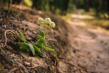 Small wild kalanchoe growing near the dirt road and blooming with white flowers - close up photo with selective focus