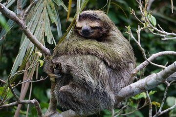 Sloth on a tree branch © Fabien Gerbault/Wirestock