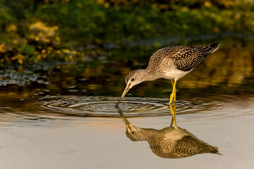 Shallow focus of a Greater Yellowlegs shorebird drinking water in Cattle Point, Victoria, Canada