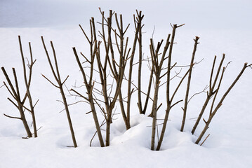 Trimmed willow bush in snowy field
