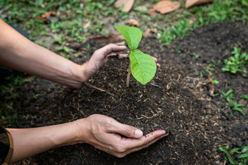 Man carrying a seedling in two hands and planting into the soil in the garden while reforestation