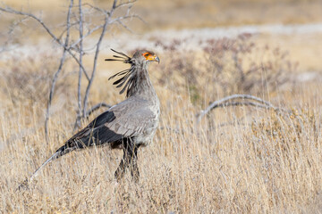 Secretary bird (Sagittarius Serpentarius) walking in the bush, Etosha national park, Namibia