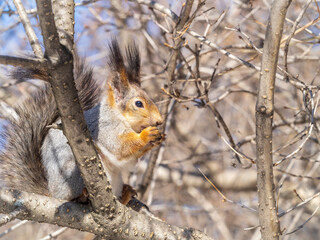 The squirrel with nut sits on tree in the winter or late autumn