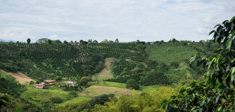 Landscape of a traditional coffee farm under a cloudy sky in Quindio, Colombia